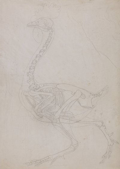 Vergleichende anatomische Darstellung der Struktur des menschlichen Körpers mit der eines Tigers und einer Kuh von George Stubbs